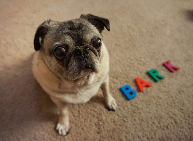 A pug dog looking up with the word "bark" spelled out on the ground.