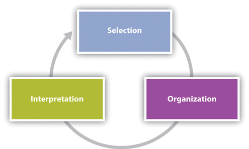 The words "Selection," "Organization," and "Interpretation" arranged in a circle with an arrow connecting them, indicating a flow chart.