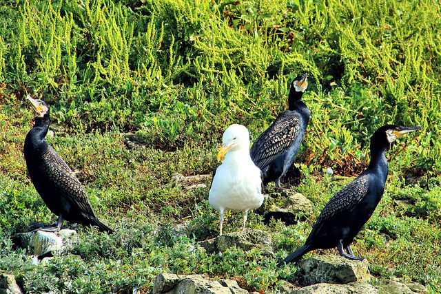 Three cormorants and one sea gull.