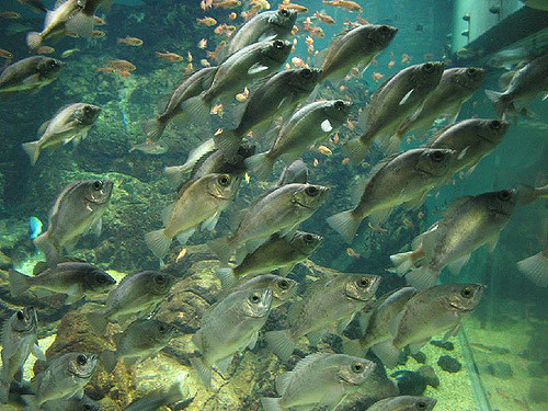 A same breed of fish swimming in the same direction.