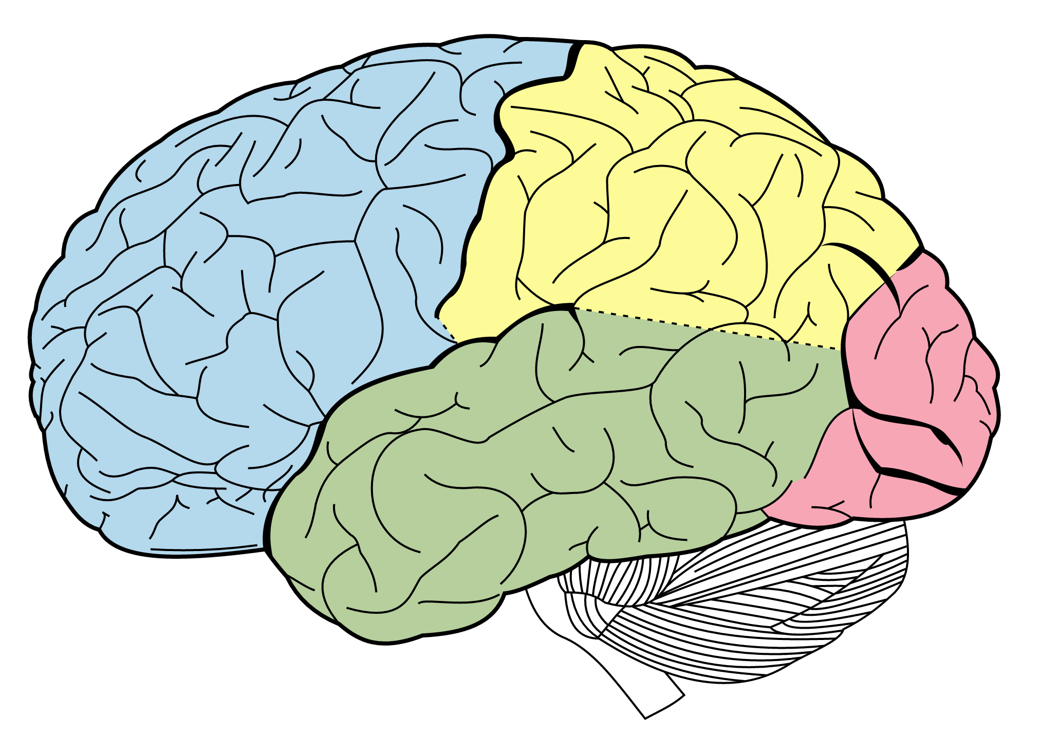 A diagram of brain with four different colored areas.